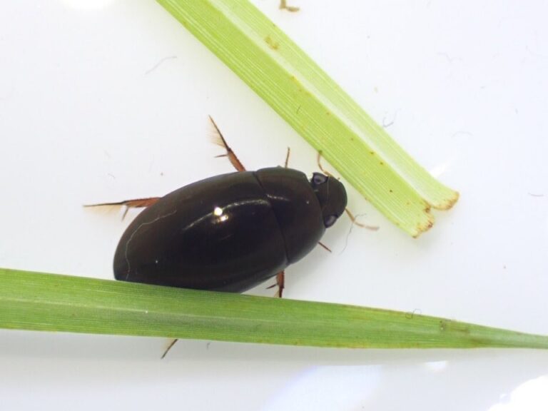【観察】水たまりで発見！コガムシとヒメガムシの卵のうを観察してみた | 水たまりクラブ